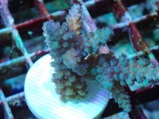 画像2: No.1 フィジー産 スギノキミドリイシ (2)