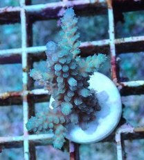 画像1: No.2 フィジー産 スギノキミドリイシ (1)