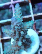 画像2: No.2 フィジー産 スギノキミドリイシ (2)