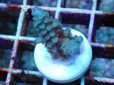 画像1: No.3 フィジー産 スギノキミドリイシ (1)