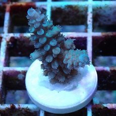 画像2: No.3 フィジー産 スギノキミドリイシ (2)