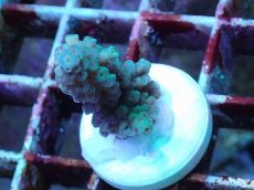 画像1: No.4 フィジー産 スギノキミドリイシ (1)