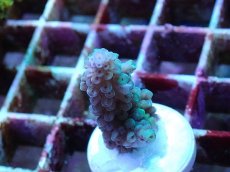 画像2: No.4 フィジー産 スギノキミドリイシ (2)