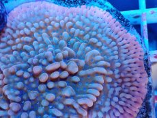 画像2: No.1 コモンサンゴsp　ブルーポリプ (2)