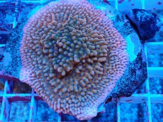 Echinophyllia sp|SPS ハードコーラル　アクアスタイルユー サンゴ 通販 販売 ASY サンゴ キッカサンゴ No.1 キッカサンゴ ゴールド SPS ハードコーラル