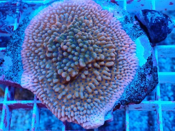 No.2 コモンサンゴsp ブルーポリプを買うならアクアスタイルユー 大阪