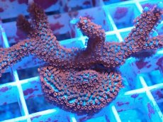 画像2: No.3 エダコモンサンゴ　レッド (2)