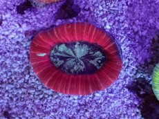 画像1: No.1 オーストラリア産 オオバナサンゴ　レッドマルチ (1)