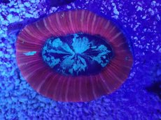 画像2: No.1 オーストラリア産 オオバナサンゴ　レッドマルチ (2)