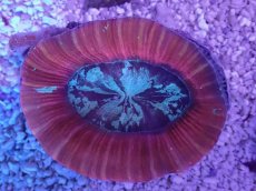 画像3: No.1 オーストラリア産 オオバナサンゴ　レッドマルチ (3)