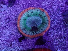 画像1: No.2 オーストラリア産 オオバナサンゴ　ピンクマルチ (1)