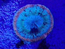 画像2: No.2 オーストラリア産 オオバナサンゴ　ピンクマルチ (2)