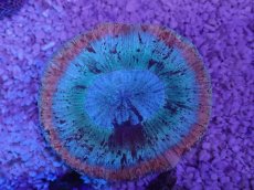 画像3: No.2 オーストラリア産 オオバナサンゴ　ピンクマルチ (3)