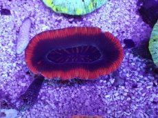 画像1: No.3 オーストラリア産 オオバナサンゴ　レッドツートン (1)