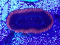 画像2: No.3 オーストラリア産 オオバナサンゴ　レッドツートン (2)