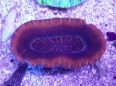 画像3: No.3 オーストラリア産 オオバナサンゴ　レッドツートン (3)