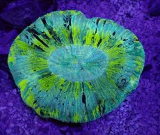 画像1: No.4 オーストラリア産 オオバナサンゴ　ブルーグリーン (1)