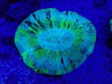 画像2: No.4 オーストラリア産 オオバナサンゴ　ブルーグリーン (2)