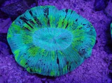 画像3: No.4 オーストラリア産 オオバナサンゴ　ブルーグリーン (3)