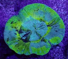 画像1: No.5 オーストラリア産 オオバナサンゴ　ブルーグリーン (1)