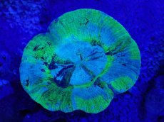 画像2: No.5 オーストラリア産 オオバナサンゴ　ブルーグリーン (2)