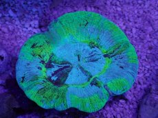 画像3: No.5 オーストラリア産 オオバナサンゴ　ブルーグリーン (3)
