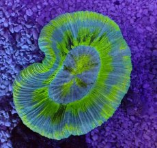 画像1: No.6 オーストラリア産 オオバナサンゴ　ブルーグリーン (1)