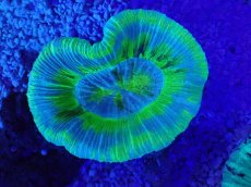 画像2: No.6 オーストラリア産 オオバナサンゴ　ブルーグリーン (2)