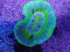 画像3: No.6 オーストラリア産 オオバナサンゴ　ブルーグリーン (3)