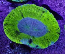 画像1: No.7 オーストラリア産 オオバナサンゴ　ブルーグリーン (1)