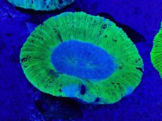 画像2: No.7 オーストラリア産 オオバナサンゴ　ブルーグリーン (2)