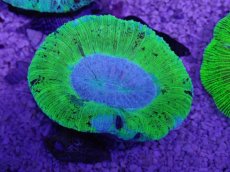 画像3: No.7 オーストラリア産 オオバナサンゴ　ブルーグリーン (3)