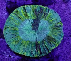 画像1: No.8 オーストラリア産 オオバナサンゴ　ブルーグリーン (1)