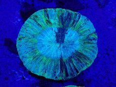 画像2: No.8 オーストラリア産 オオバナサンゴ　ブルーグリーン (2)