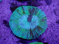 画像3: No.8 オーストラリア産 オオバナサンゴ　ブルーグリーン (3)