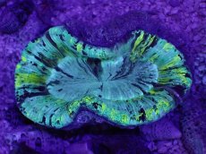 画像1: No.9 オーストラリア産 オオバナサンゴ　ブルーグリーン (1)