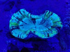 画像2: No.9 オーストラリア産 オオバナサンゴ　ブルーグリーン (2)