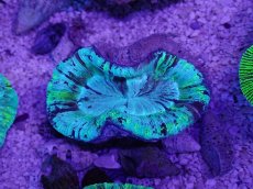 画像3: No.9 オーストラリア産 オオバナサンゴ　ブルーグリーン (3)