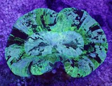 画像1: No.10 オーストラリア産 オオバナサンゴ　ブルーグリーン (1)