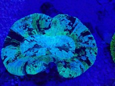 画像2: No.10 オーストラリア産 オオバナサンゴ　ブルーグリーン (2)