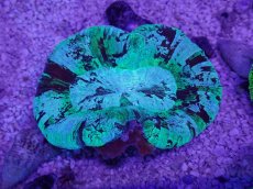 画像3: No.10 オーストラリア産 オオバナサンゴ　ブルーグリーン (3)