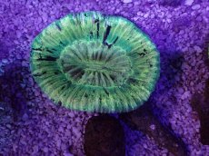 画像1: No.11 オーストラリア産 オオバナサンゴ　グリーン (1)