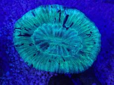 画像2: No.11 オーストラリア産 オオバナサンゴ　グリーン (2)