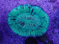 画像3: No.11 オーストラリア産 オオバナサンゴ　グリーン (3)