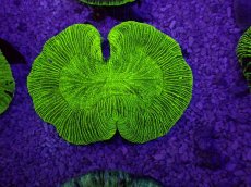 画像1: No.12 オーストラリア産 オオバナサンゴ　グリーン (1)