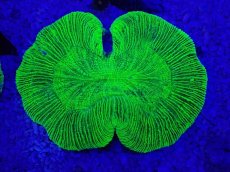 画像2: No.12 オーストラリア産 オオバナサンゴ　グリーン (2)