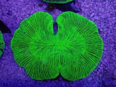 画像3: No.12 オーストラリア産 オオバナサンゴ　グリーン (3)