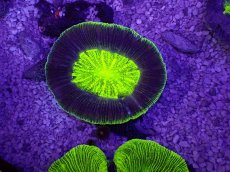 画像1: No.13 オーストラリア産 オオバナサンゴ　グリーンUFO (1)