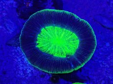 画像2: No.13 オーストラリア産 オオバナサンゴ　グリーンUFO (2)