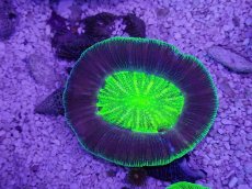 画像3: No.13 オーストラリア産 オオバナサンゴ　グリーンUFO (3)